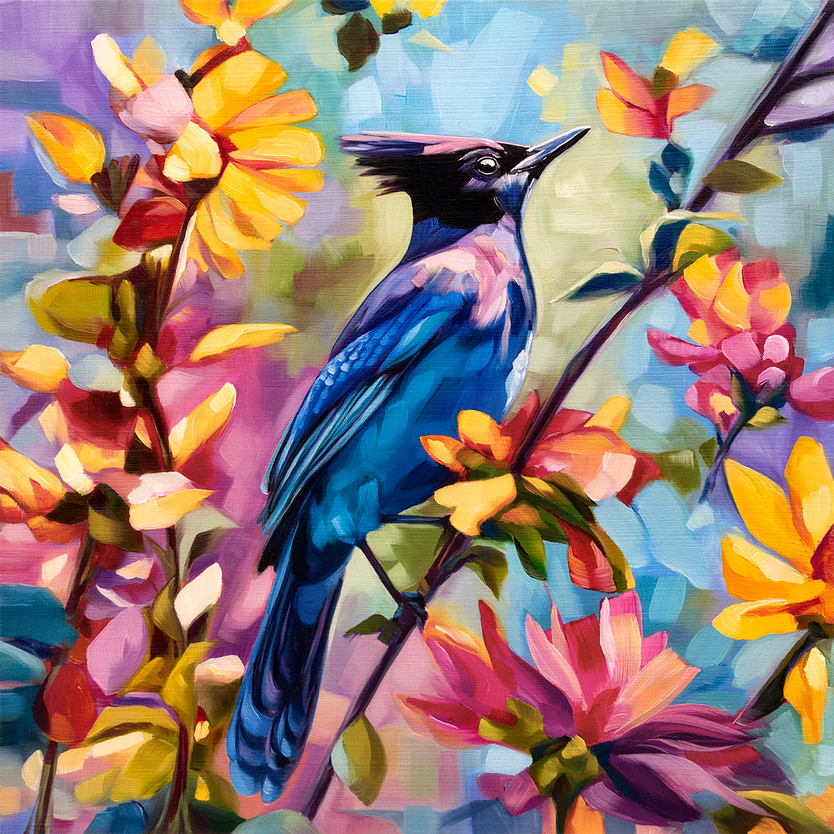Steller's Jay