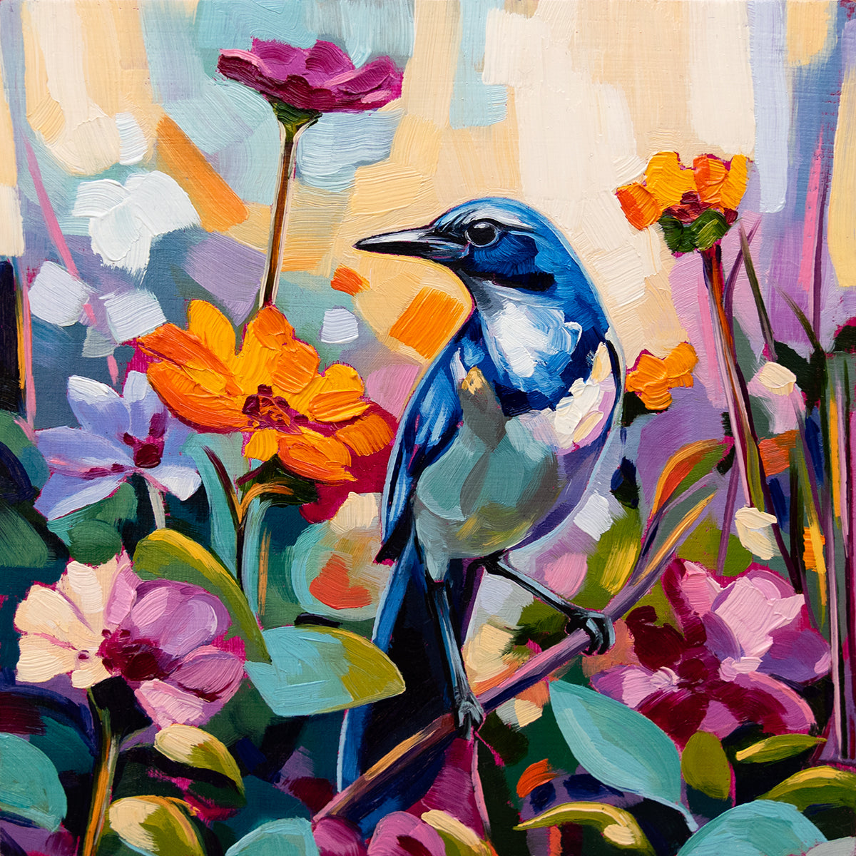Scrub Jay Mini